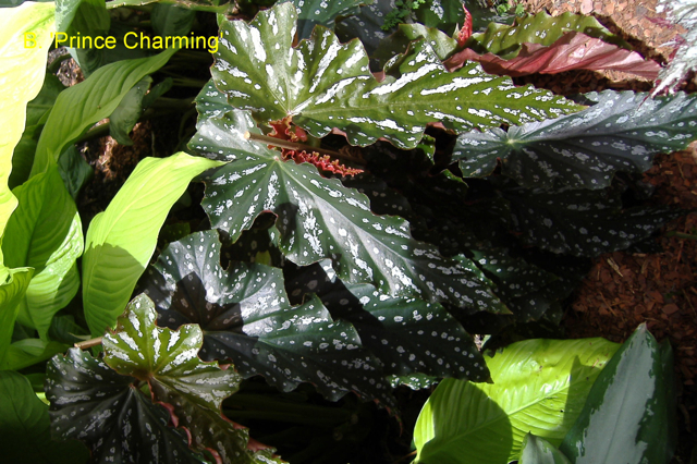 B. ‘Prince Charming’